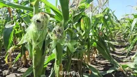 Csőfuzáriózis tünete a kukoricacsövön-NapiKép 2023.08.15.