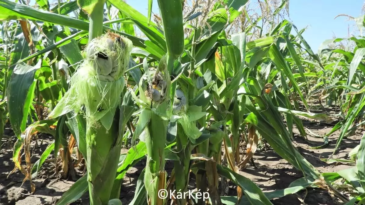Csőfuzáriózis tünete a kukoricacsövön-NapiKép 2023.08.15.