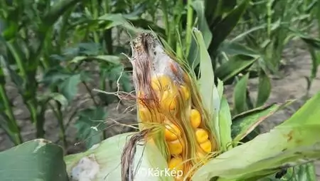 Csőfuzáriózis tünete a kukoricacsövön-NapiKép 2023.08.16.
