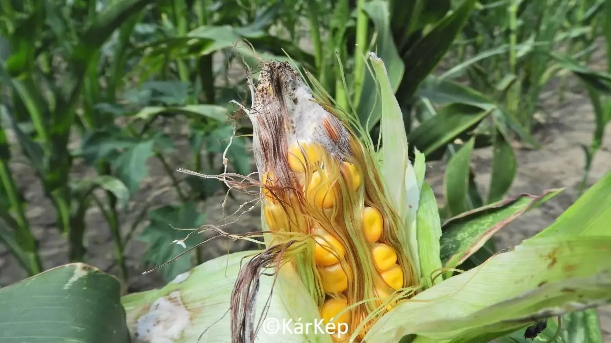 Csőfuzáriózis tünete a kukoricacsövön-NapiKép 2023.08.16.