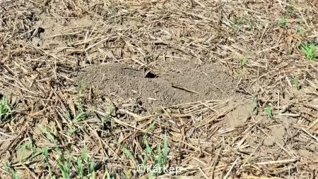 Mezei pocok felszaporodás-NapiKép 2023.08.18.