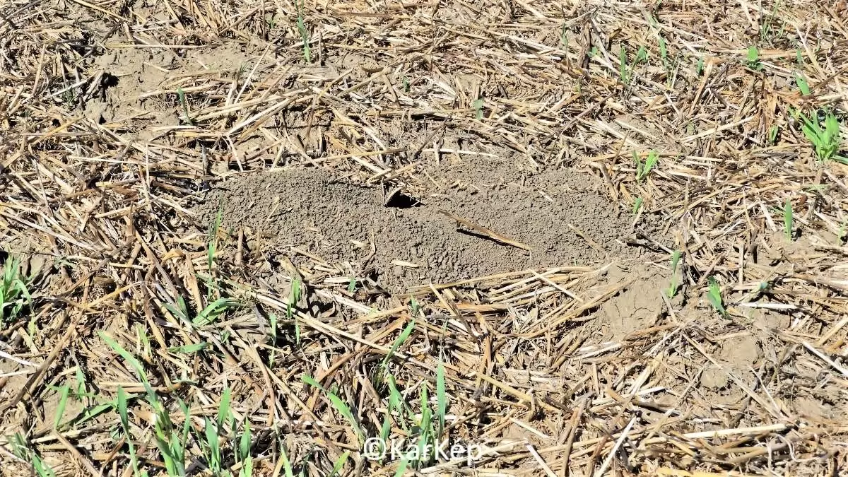 Mezei pocok felszaporodás-NapiKép 2023.08.18.