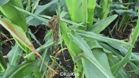 Kétfoltos takácsatka kártétele-NapiKép 2023.08.19.