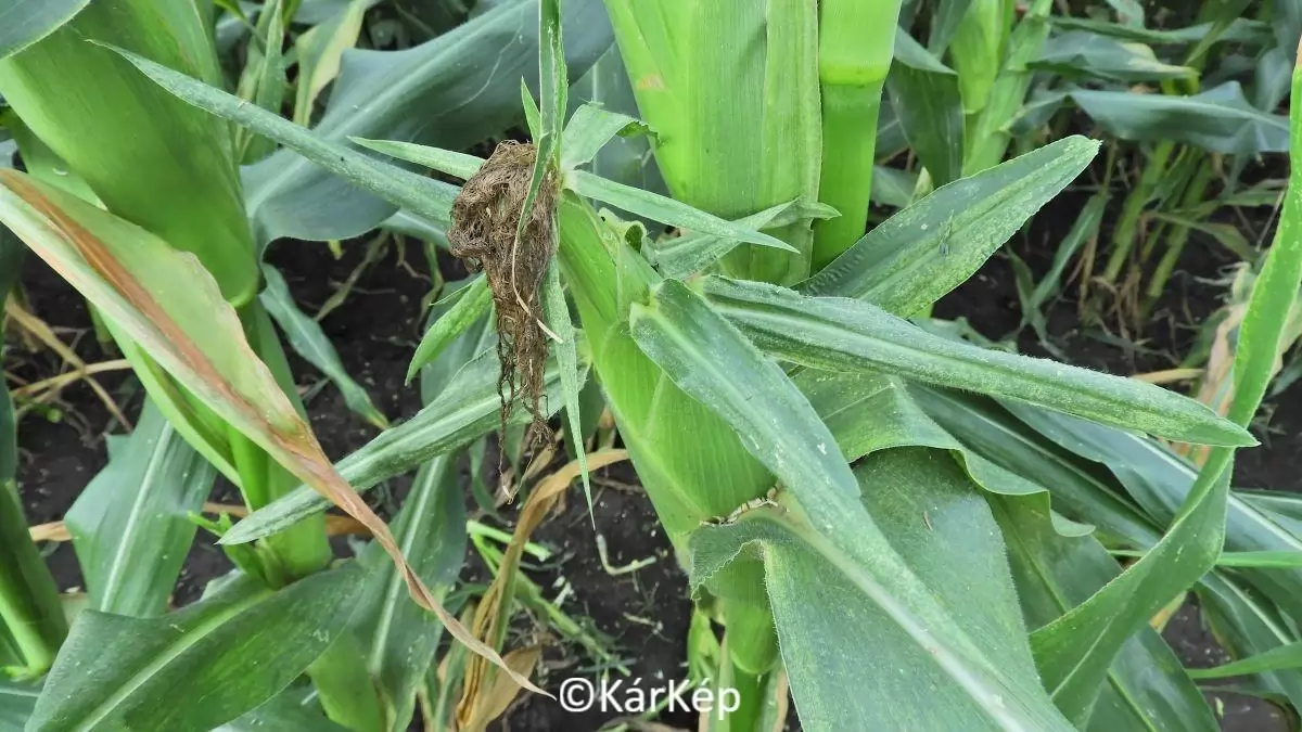 Kétfoltos takácsatka kártétele-NapiKép 2023.08.19.