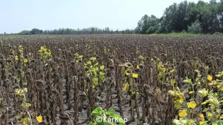 Hamuszürke szárkorhadás-NapiKép 2023.08.21.