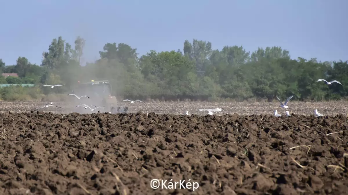 Pocokra várva - NapiKép 2023.08.24.