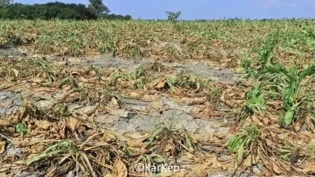 Nyári gyökérrothadás a cukorrépaállományban - NapiKép 2023.08.25.