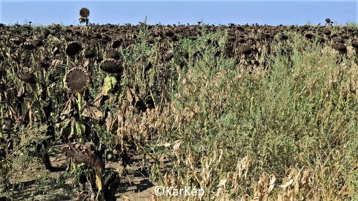 Napraforgó állományszárítása és a fehér libatop-NapiKép 2023.08.27.