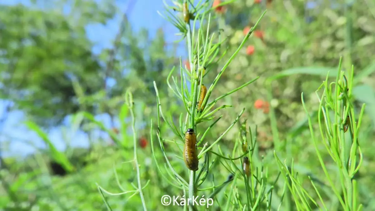 NapiKép, ezúttal nem a szántóról, hanem a kertből - NapiKép 2023.08.28.