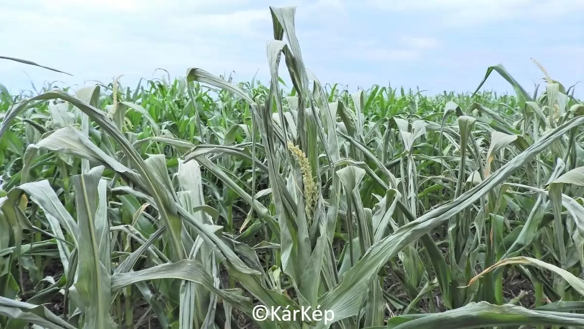 Amikor az öntözővíz is kárt okoz - NapiKép 2023.08.29.