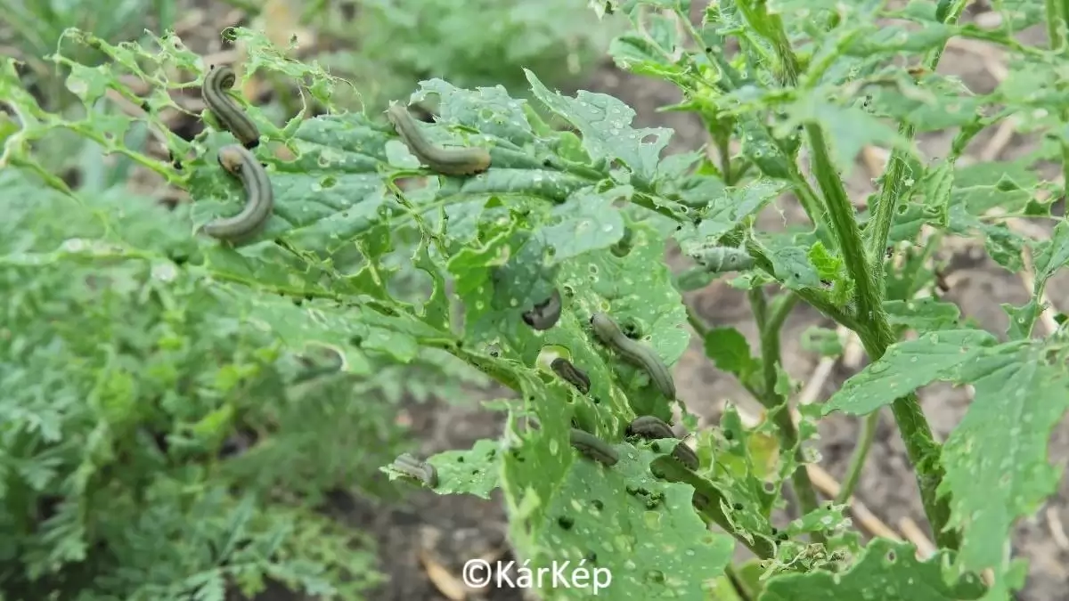 Repcedarázs álhernyói a zöldítésen - NapiKép 2023.08.30.