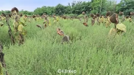 Parlagfű a napraforgótáblán - NapiKép 2023.08.31.