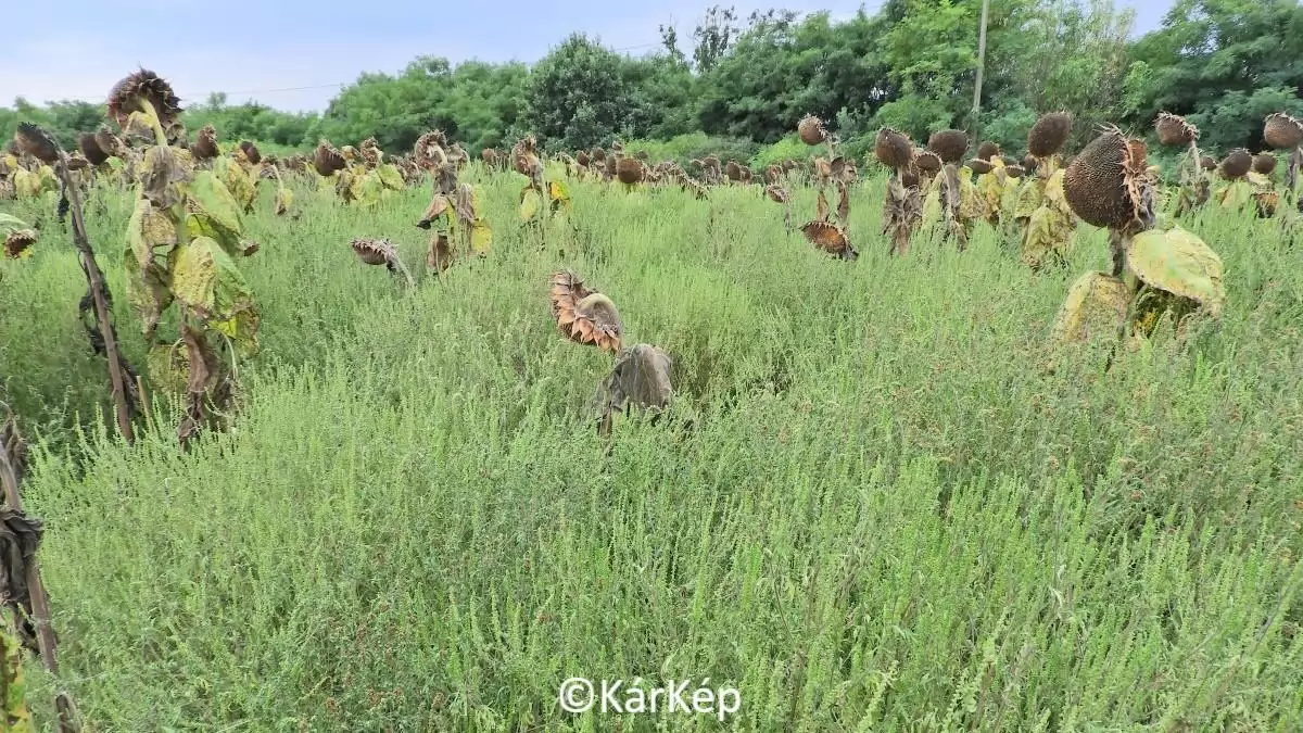 Parlagfű a napraforgótáblán - NapiKép 2023.08.31.