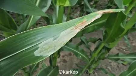 Kukoricalevél-aknázólégy kiterjedt foltaknája a kukoricalevélen-NapiKép 2023.07.01.