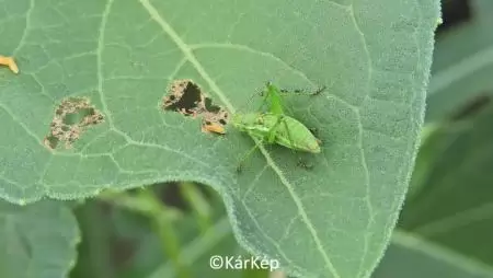 Napraforgó lombozatát károsító kártevők-NapiKép 2023.07.02.