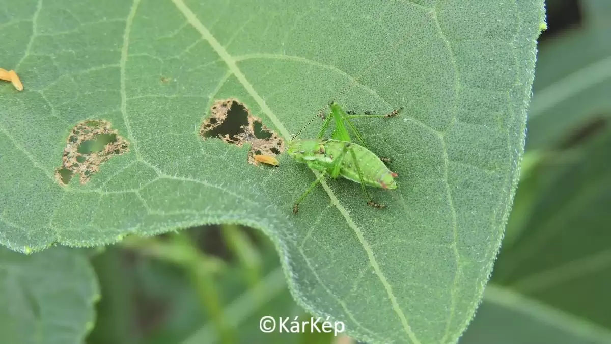 Napraforgó lombozatát károsító kártevők-NapiKép 2023.07.02.