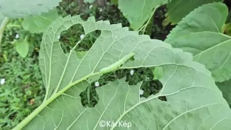Lombrágó hernyó és kiterjedt kártétele a napraforgólevélen-NapiKép 2023.07.03.