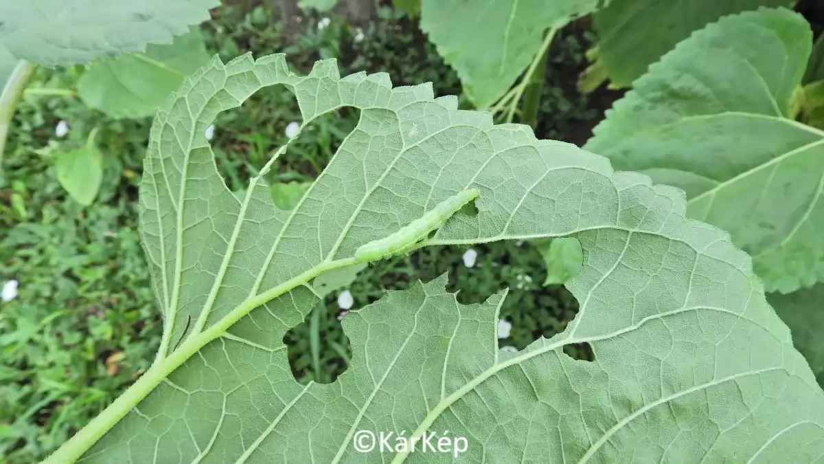 Lombrágó hernyó és kiterjedt kártétele a napraforgólevélen-NapiKép 2023.07.03.