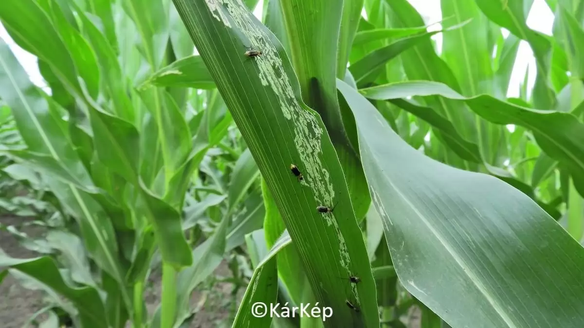 Kukoricabogarak és levélkártételük-NapiKép 2023.07.04.