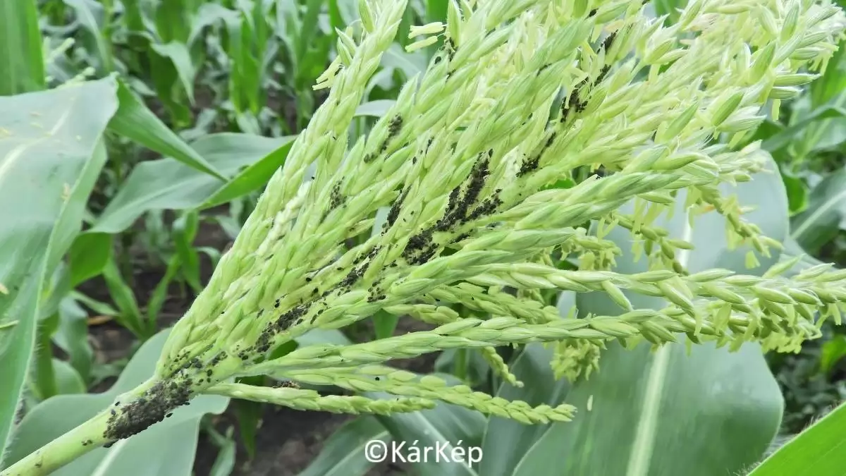 Levéltetvektől feketéllő kukoricacímer-NapiKép 2023.07.06.