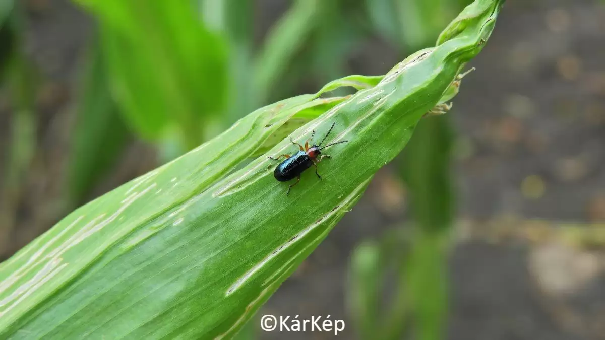 Vetésfehérítő bogár kártétele a kukoricalevélen-NapiKép 2023.07.08.