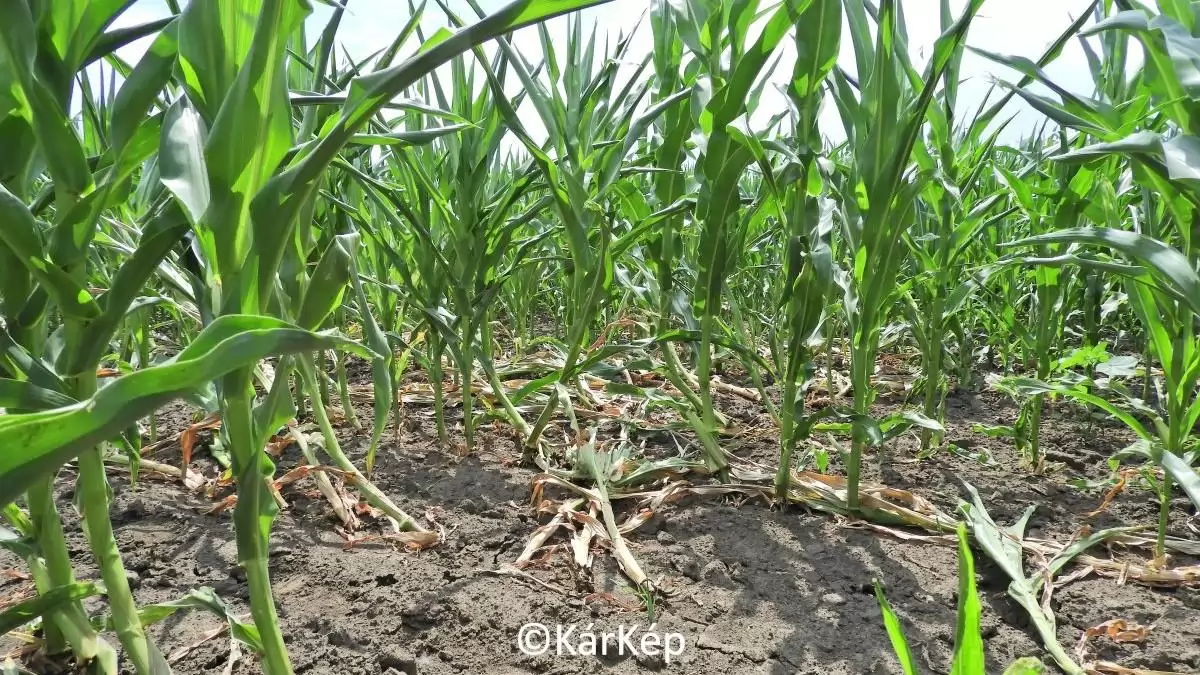 Kukoricabogár lárváinak súlyos gyökérkártételének következményei-NapiKép 2023.07.09.