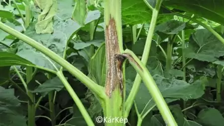  Napraforgó szárközépi megbetegedése-NapiKép 2023.07.10.