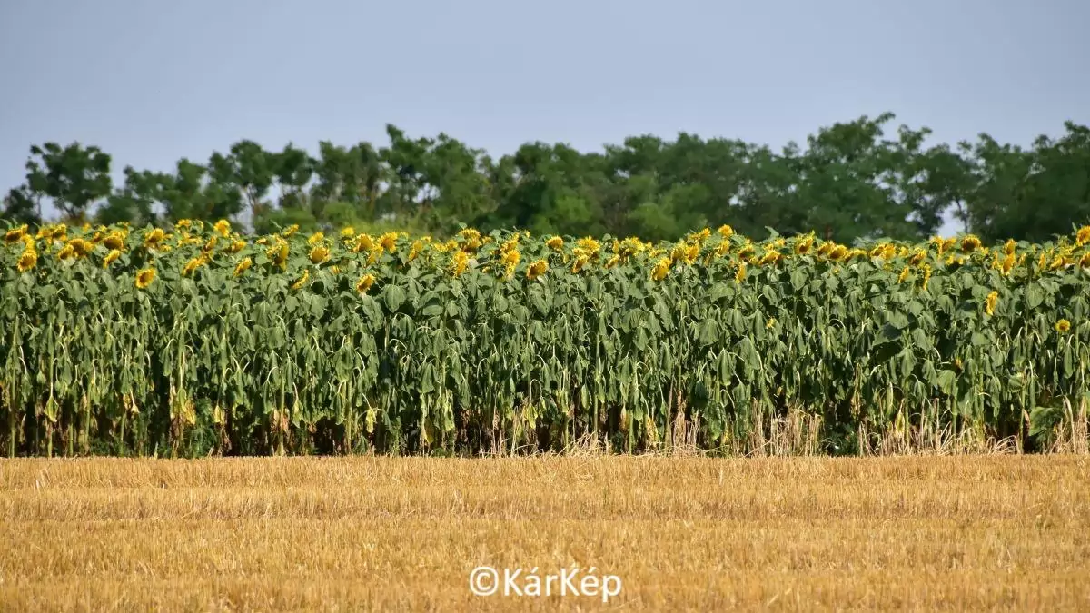 A csapadékhiány, valamint a talajok alacsony víztartalma már megmutatkozik a szántóföldi növényeken is-NapiKép 2023.07.11.