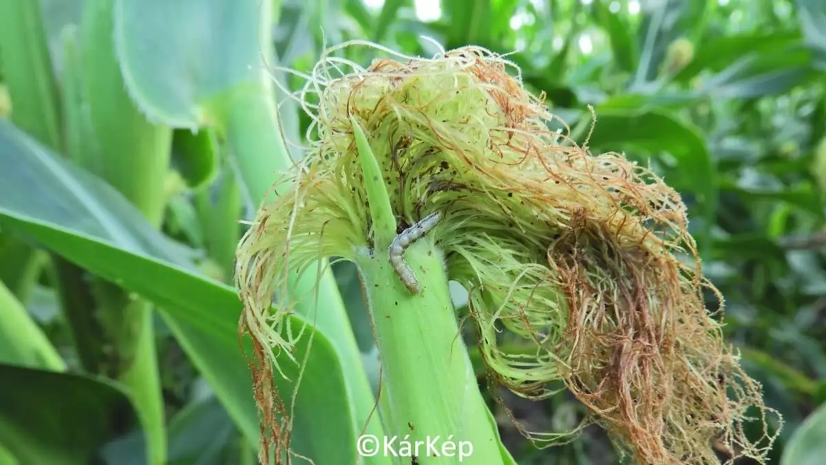 Gyapottok-bagolylepke hernyója a kukoricacsövön-NapiKép 2023.07.14.