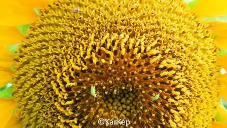 Mezei poloskák a napraforgótányéron-NapiKép 2023.07.17.