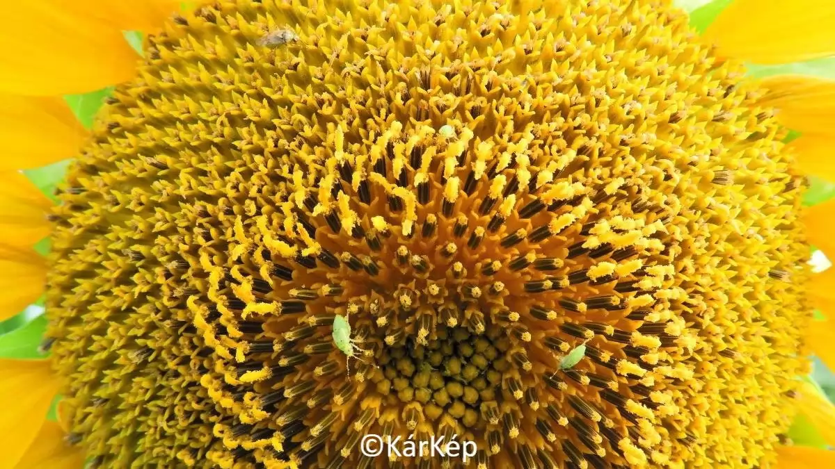 Mezei poloskák a napraforgótányéron-NapiKép 2023.07.17.