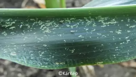 Kabócák szívogatásának tünetei a kukoricalevélen-NapiKép 2023.07.19.