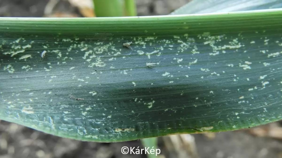 Kabócák szívogatásának tünetei a kukoricalevélen-NapiKép 2023.07.19.