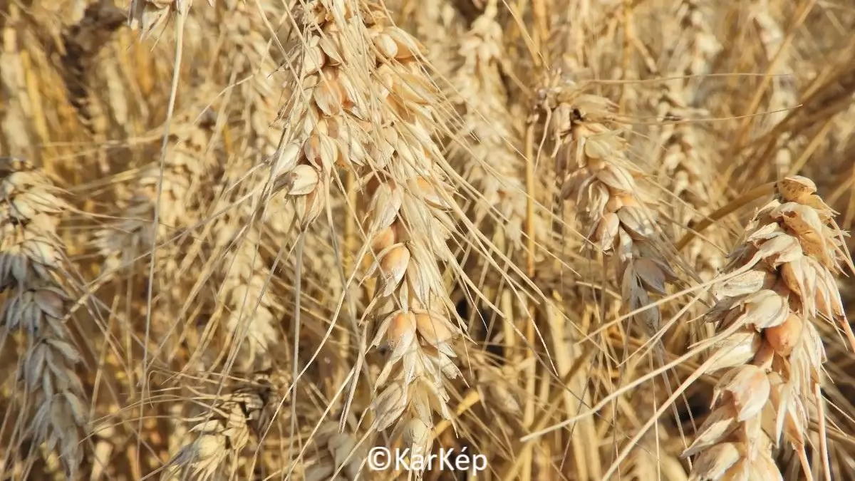 Pelyvalevél a búzaszemek között- NapiKép 2023.07.20.