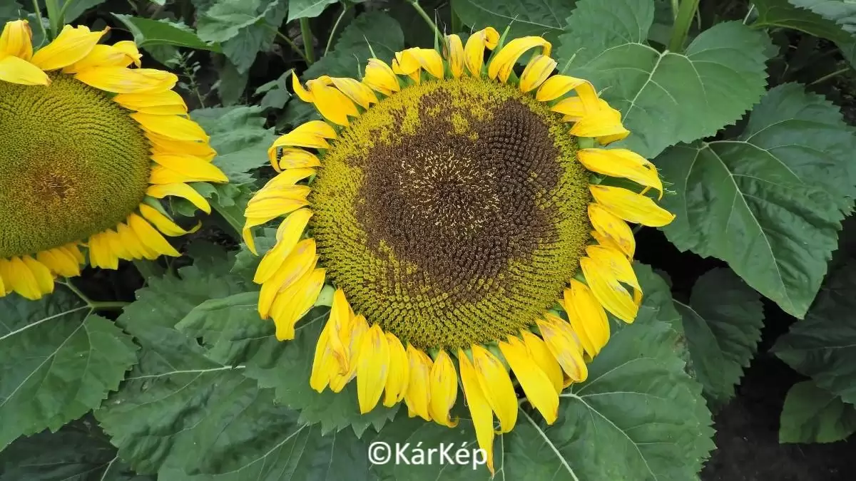Szürkepenészes szár- és tányérrothadásra utaló tünetek-NapiKép 2023.07.21.