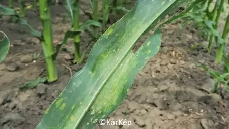 Kétfoltos takácsatka kezdődő kártétele a kukorica levelén-NapiKép 2023.07.23.