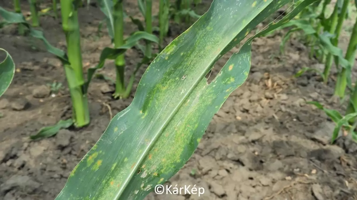 Kétfoltos takácsatka kezdődő kártétele a kukorica levelén-NapiKép 2023.07.23.