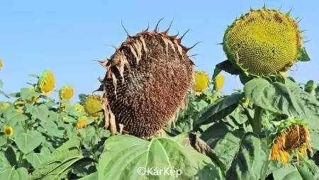 Szürkepenészes szár- és tányérrothadás a napraforgótányéron-NapiKép 2023.07.24. 