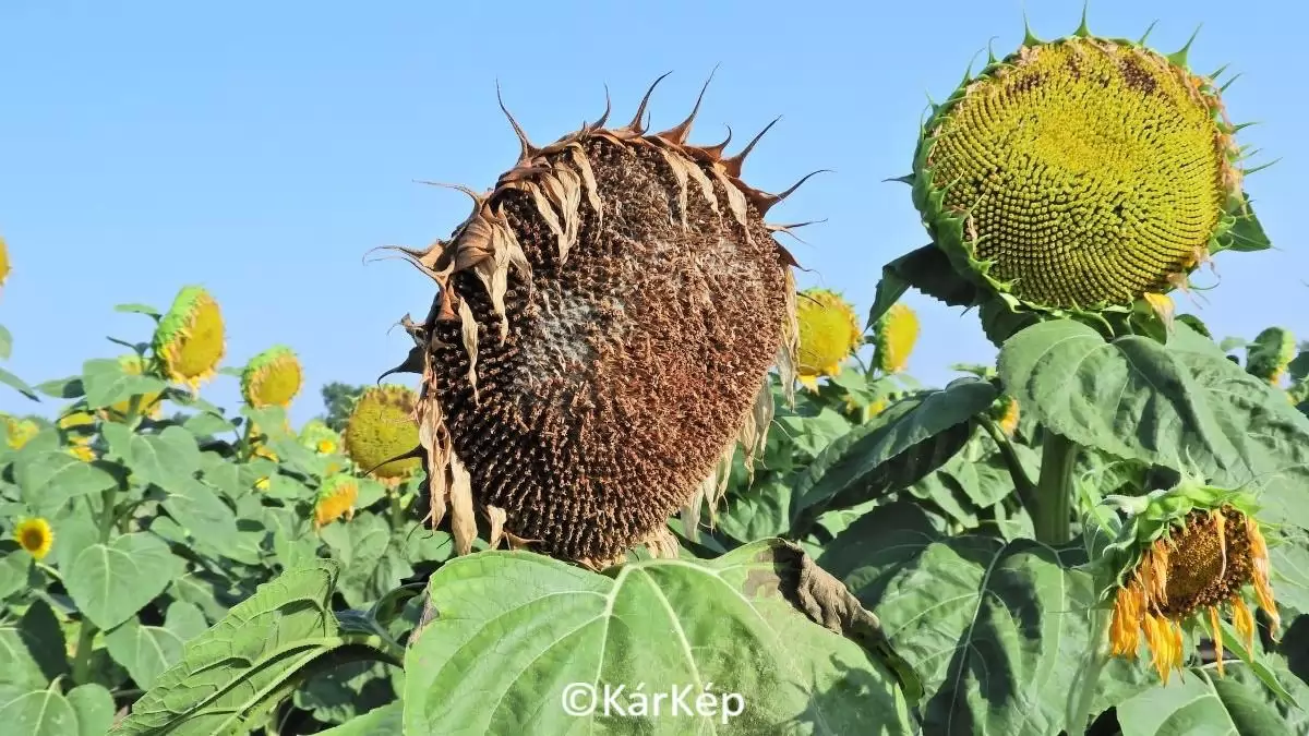 Szürkepenészes szár- és tányérrothadás a napraforgótányéron-NapiKép 2023.07.24. 