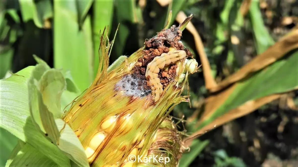 Gyapottok-bagolylepke lárvájának kiterjedt kártétele a csővégen-NapiKép 2023.07.27.