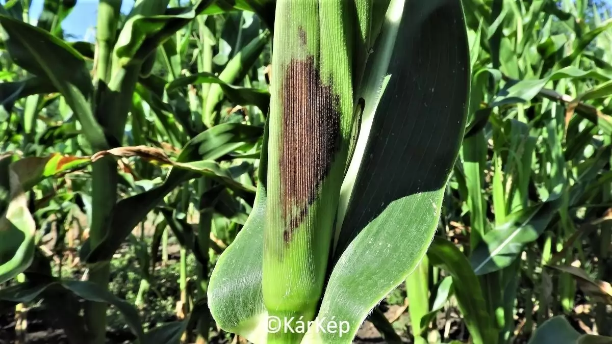 Barnás-lilás elszíneződés a kukorica levélhüvelyén- NapiKép 2023.07.29.