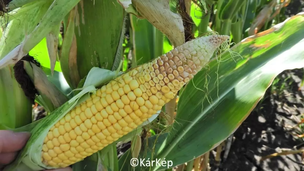 Terméskötődési anomália az alföldi térség kukoricatábláiban-NapiKép 2023.07.31.