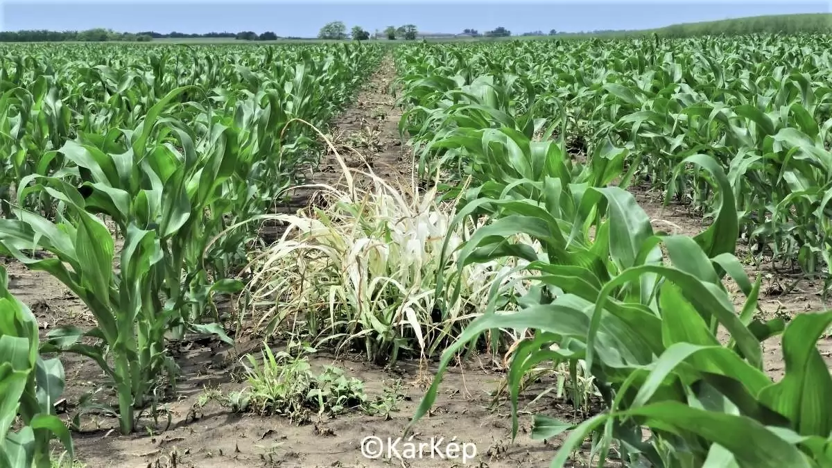 Erősen gyomosodnak a kapáskultúrák-NapiKép 2023.06.01.