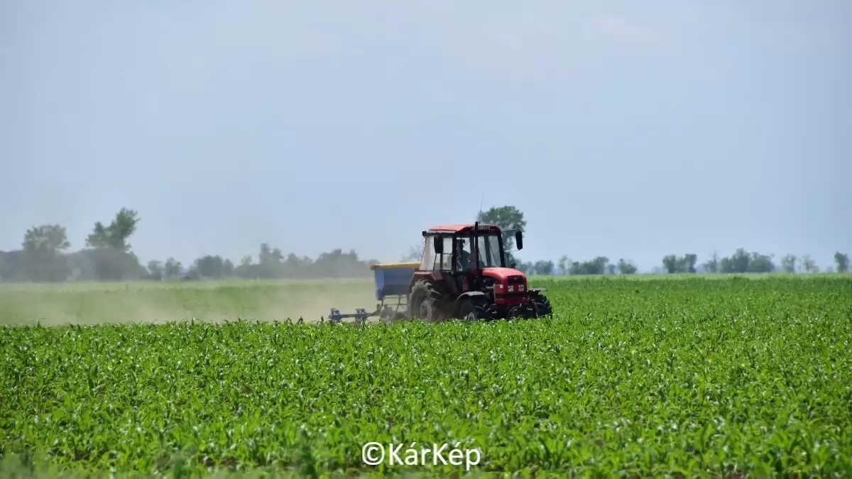 Fontos növényápolási teendő a sorközök művelése, a kultivátorozás-NapiKép 2023.06.04.