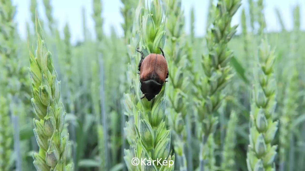 Az első gabonaszipolyok egyike! -NapiKép 2023.06.05.