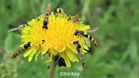 Barátaink, a zengőlegyek-NapiKép 2023.06.06.