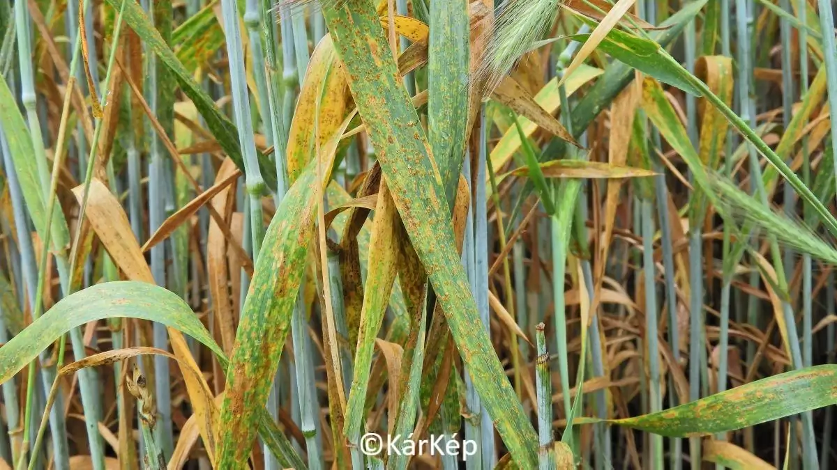 Vörösrozsda tünetei a leveleken-NapiKép 2023.06.07.