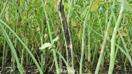 Fómás fertőzés miatt pusztuló repceszár-NapiKép 2023.06.08.