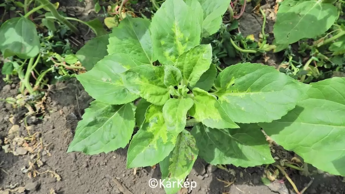 Napraforgó-peronoszpóra primer fertőzésének tipikus tünetei-NapiKép 2023.06.09.