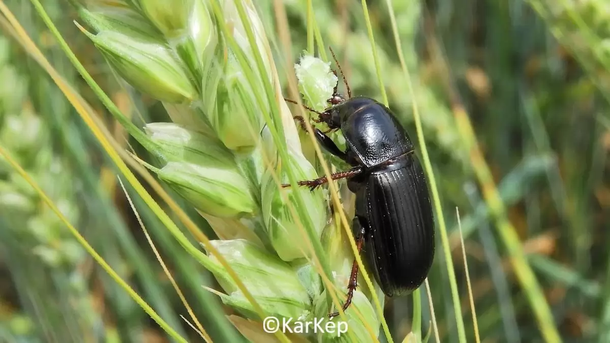 Búzakalászon falatozó gabonafutrinka-NapiKép 2023.06.10.